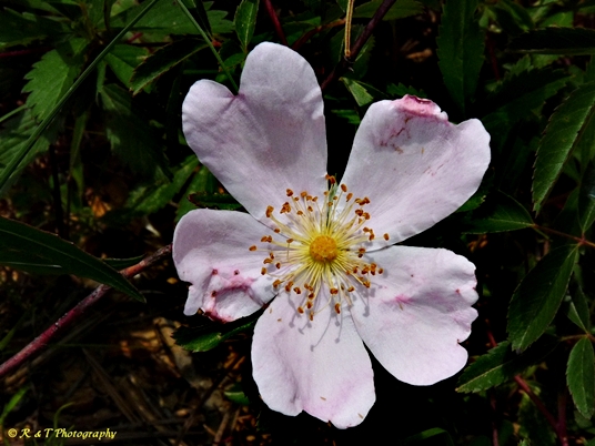 {Rosa carolina}